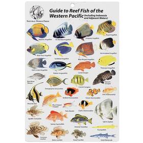 Bksfb204 Aqua Western Pacific - Indonesia And Adjacent Waters Fish Card