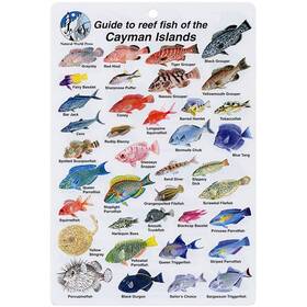 Bksfb208 Aqua Cayman Islands Fish I.d. Card