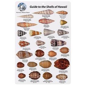 Bksfb260 Aqua Hawaii Shells Fish I.d. Card