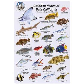 Bksfbk11 Aqua Fish I.d. Card For Fishes Of Baja California