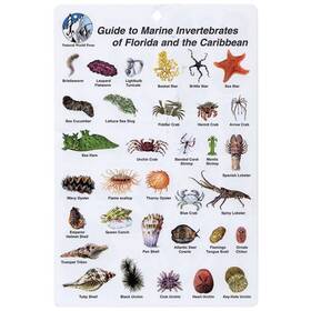 Bksfbk14 Aqua Marine Invertebrates Of Florida And Caribbean I.d. Card