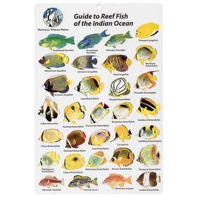 Bksfbk74 Aqua Indian Ocean Fish I.d. Card