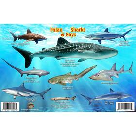 Frn43125 Frankos Maps Franko Palau Shark And Rays Fish Id-card