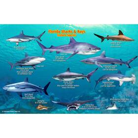 Frn53103 Frankos Maps Franko Florida Shark And Rays Id-card