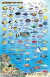 Franko Maps Fish Id Card & Dive - Hawaii. Fixed Price $7.99.