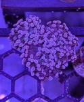 Wysiwyg: Aqua-cultured 3-HEAD Purple Tip Hammer Coral Lps. Fixed Price $69.95.