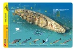 Bibb Wreck Key Largo Florida Reef Smart Waterproof Dive Card. Fixed Price $11.95.