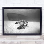 Turtle Animal Dive Black White Little Cayman Islands Wall Art Print. Fixed Price $77.97.