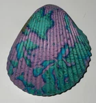 Vintage Cayman Islands B.w.i. Fridge Magnet Seashell Aqua Purple Souvenir 2.5". Fixed Price $9.95.