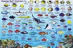 Hawaiian Islands, Reef Creatures Fish Id Card By Frankos Maps Ltd. **brand New**. Fixed Price $28.95.